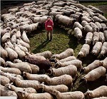 Circolo di pecore